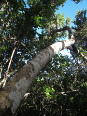 Canthium spinosum