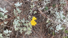 Eriophyllum staechadifolium