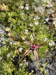 Caladenia arrecta