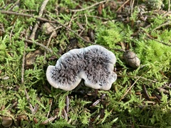 Phellodon niger