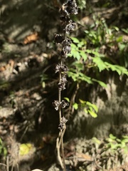 Dasistoma macrophylla