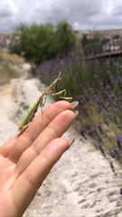 Empusa fasciata
