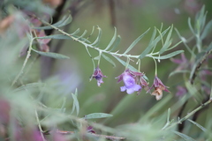 Eremophila bowmanii