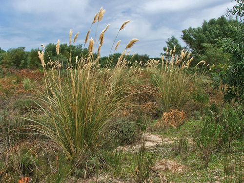 Capeochloa cincta ssp. sericea