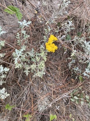 Eriophyllum staechadifolium