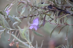 Eremophila bowmanii