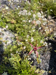 Caladenia arrecta