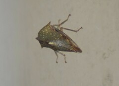 Telamona