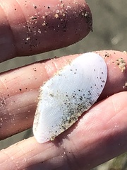 Megangulus bodegensis