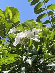Plumeria pudica