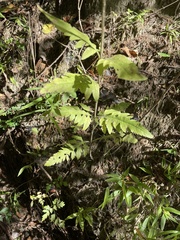 Dasistoma macrophylla