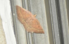 Episemasia