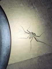 Paraphrynus laevifrons