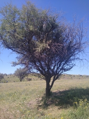 Prosopis juliflora