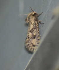 Acrolophus popeanella