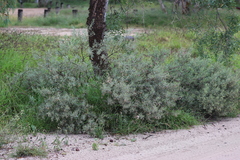 Eremophila bowmanii