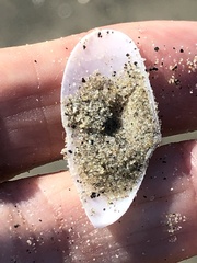 Megangulus bodegensis