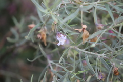 Eremophila bowmanii