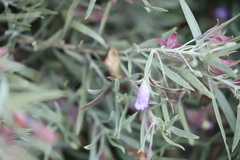 Eremophila bowmanii