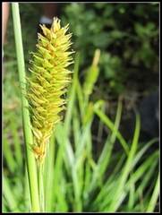 Carex clavata