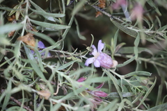 Eremophila bowmanii