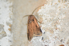 Feltia subterranea