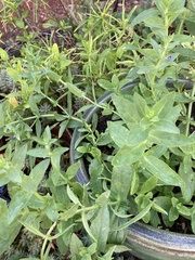 Stemodia durantifolia