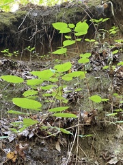 Hydrangea arborescens