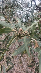 Eucalyptus todtiana