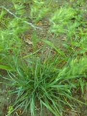 Poa bulbosa vivipara
