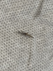 Aedes vexans