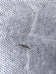 Aedes vexans