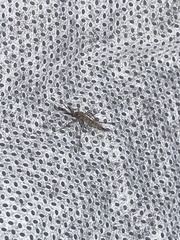 Aedes vexans
