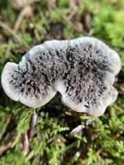 Phellodon niger