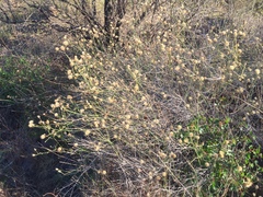 Bebbia juncea aspera