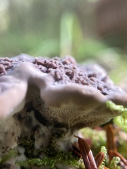 Phellodon niger