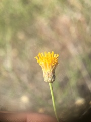 Bebbia juncea aspera
