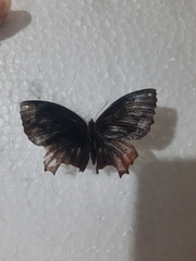 Elymnias hypermnestra