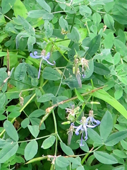 Campanula prenanthoides