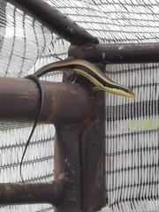 Eutropis longicaudata