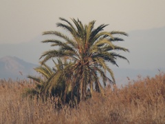 Arecaceae