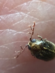 Cyphanobium illustre