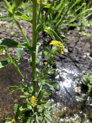 Barbarea vulgaris