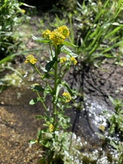 Barbarea vulgaris