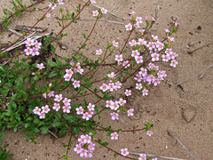 Chaenostoma campanulatum