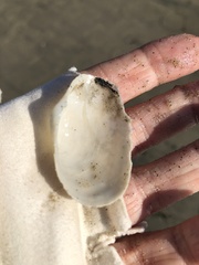 Platyodon cancellatus