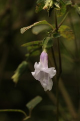 Strobilanthes echinata