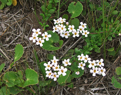 Chaenostoma campanulatum
