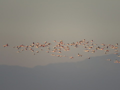 Phoenicopterus roseus