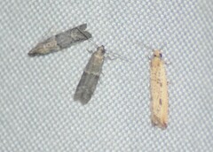 Bactra